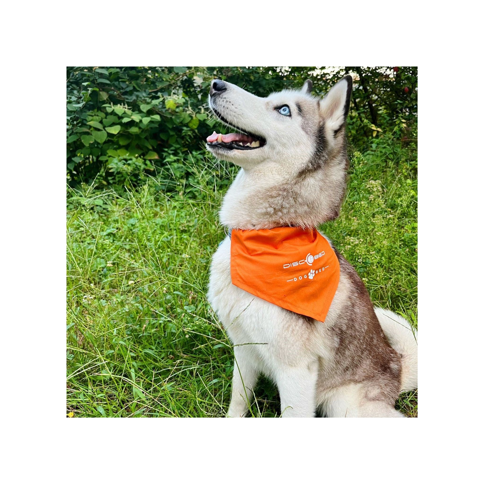 Dog-Bed Hundehalstuch